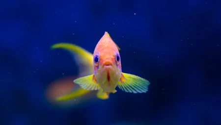 What Does It Mean to See Fish in a Dream in Islam?