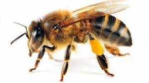 What Does It Mean to See a Bee in a Dream in Islam?