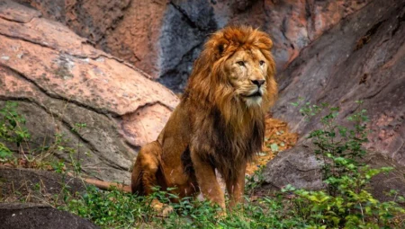 What Does It Mean to See a Lion in a Dream in Islam?