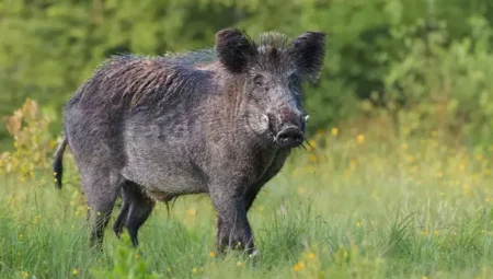 What Does It Mean to See a Pig in a Dream in Christianity?