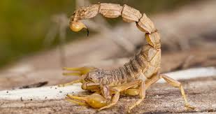 What Does It Mean to See a Scorpion in a Dream in Islam?