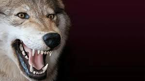 What Does It Mean to See a Wolf in a Dream in Islam?