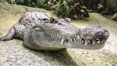 What Does It Mean to See a Crocodile in a Dream?